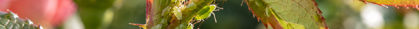 Afidi o pidocchi delle piante: come riconoscerli e proteggere le tue piante - EUROGARDEN