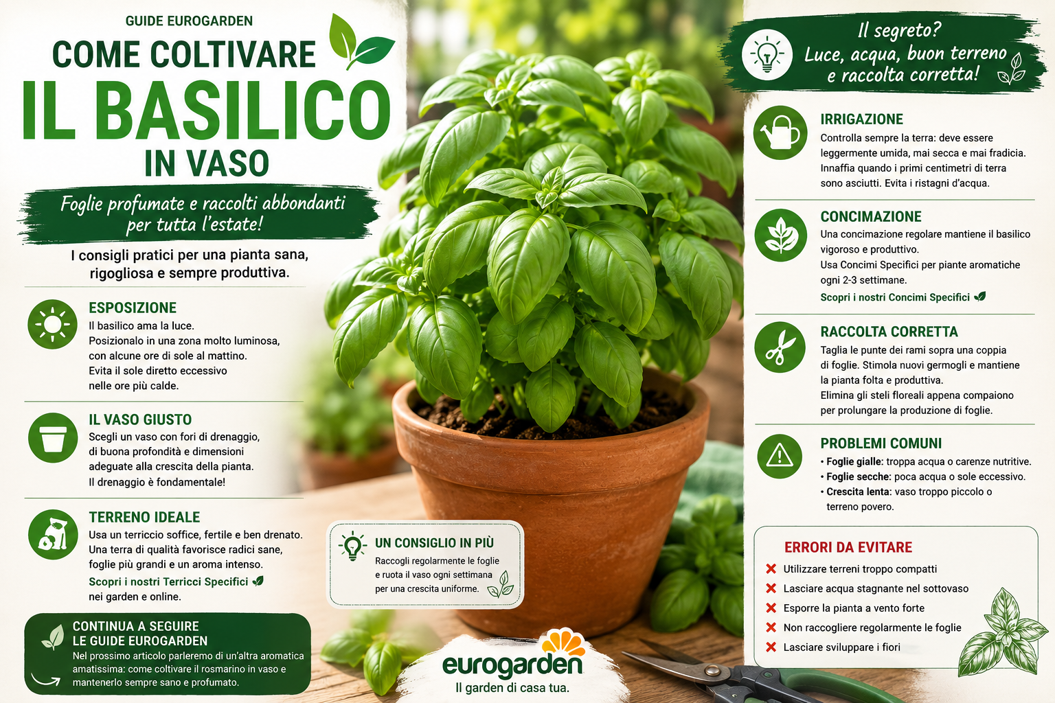 Come coltivare il basilico in vaso: guida completa per ottenere foglie profumate tutta l'estate