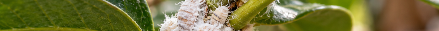 Come riconoscere la cocciniglia sulle piante: guida completa - EUROGARDEN