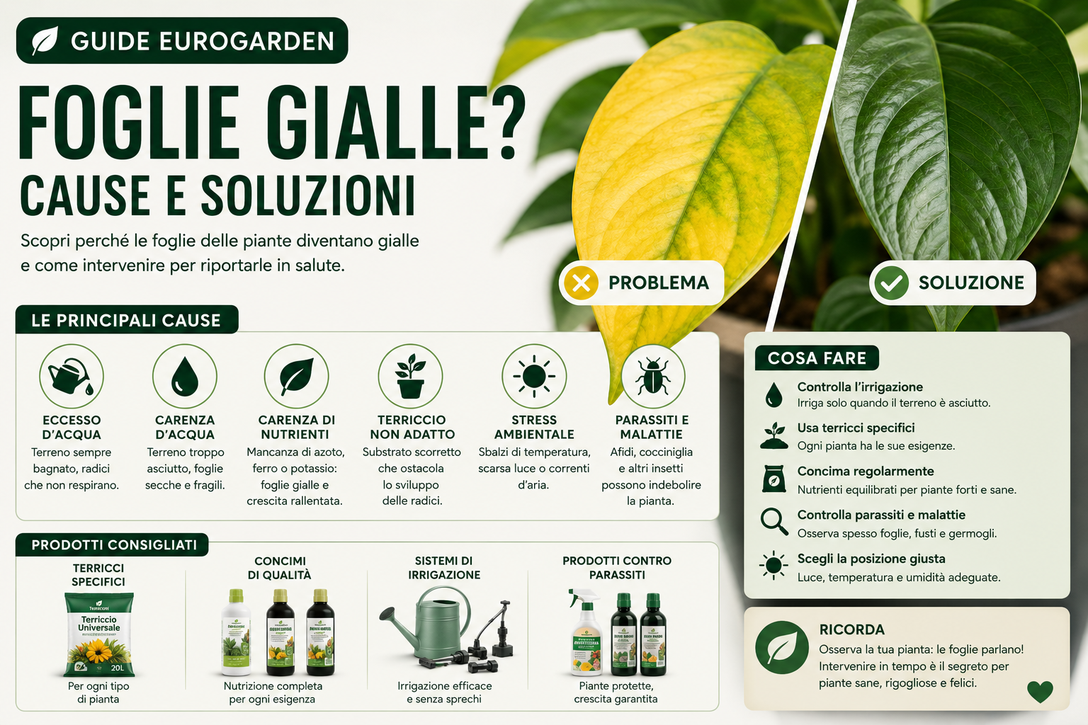 Perché le foglie delle piante diventano gialle? Cause e soluzioni