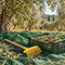 Raccolta Olive