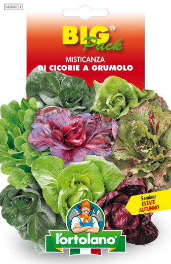 Misticanza of Grumolo Chicories