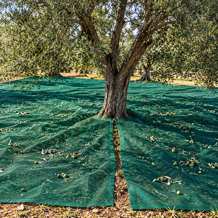 Telo Raccolta Olive Antispina con Spacco STARS – 85 g/m²
