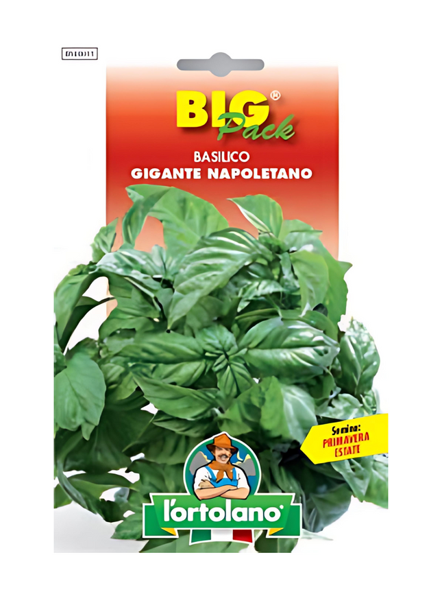 Neapolitan Giant Basil