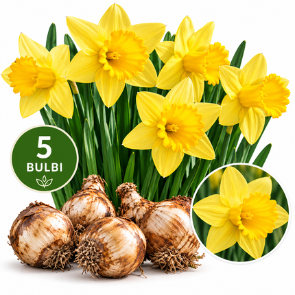 Narciso Carlton – 5 Bulbi da Fiore Gialli