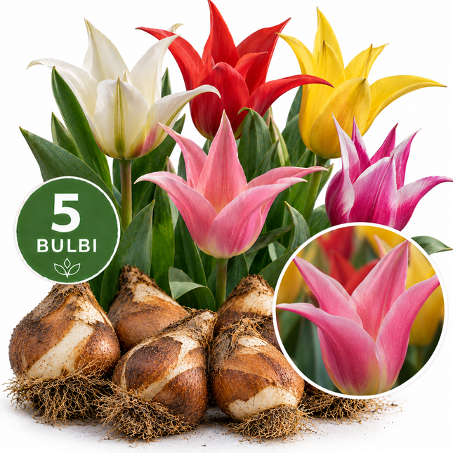 Tulipani Fior di Giglio Mix – 5 bulbi da fiore con tulipani multicolore dai petali appuntiti