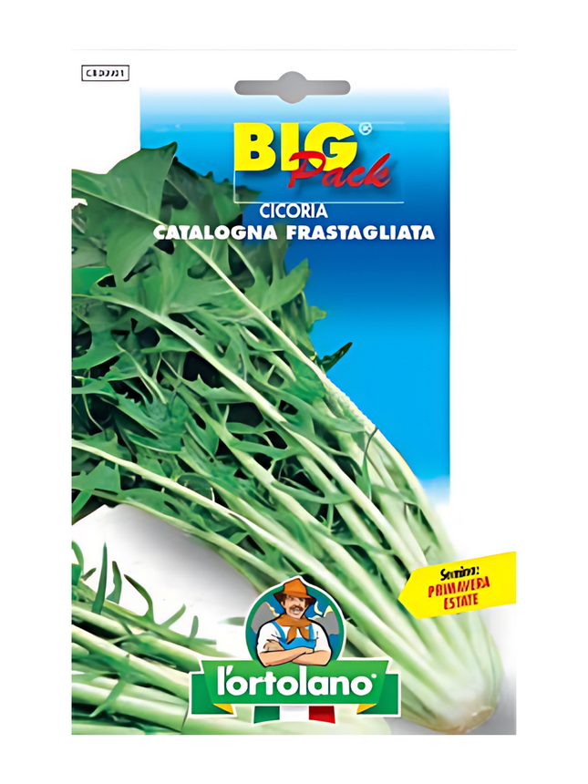 Fringed Chicory (Catalogna)