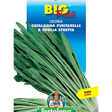 Semi di Cicoria Catalogna Puntarelle