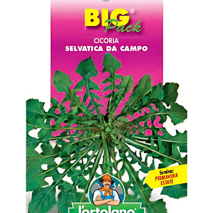 Semi di Cicoria Selvatica da Campo