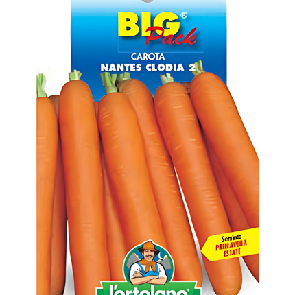 Semi di Carota