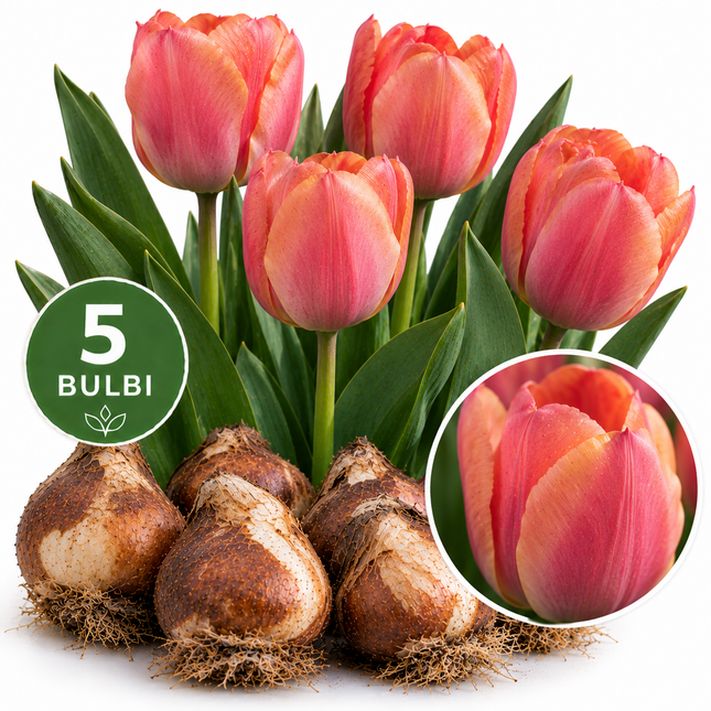 Tulipani Mystic Van Eijk – 5 bulbi da fiore con grandi tulipani rosa salmone e corallo