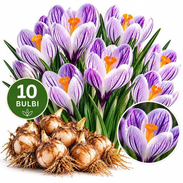 Crocus Pickwick con fiori bianchi e viola striati – confezione da 10 bulbi