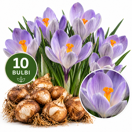 Crocus Vanguard – confezione da 10 bulbi con fiori lilla e viola