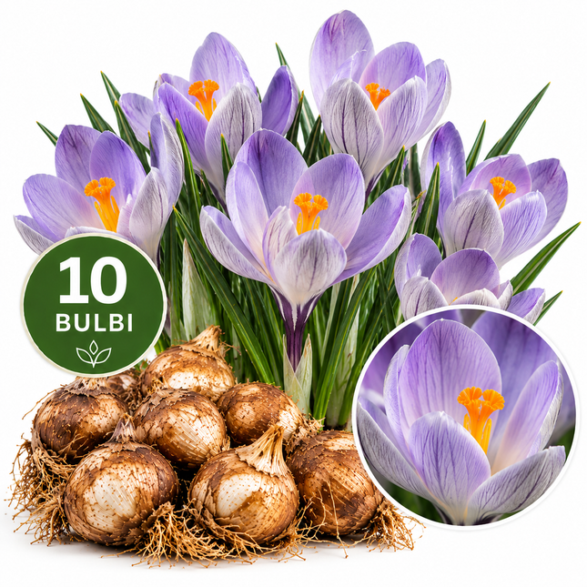Crocus Vanguard – confezione da 10 bulbi con fiori lilla e viola