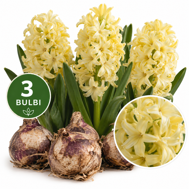 Giacinto City of Haarlem – 3 bulbi con fiori giallo crema profumati