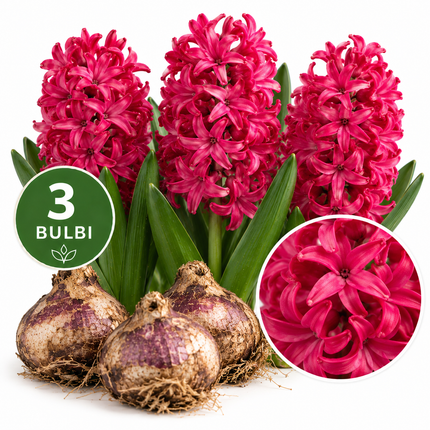 Giacinto Jan Bos – 3 bulbi da fiore con spighe rosso fucsia profumate
