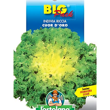 Semi di Indivia Riccia Cuor d’Oro - EUROGARDEN