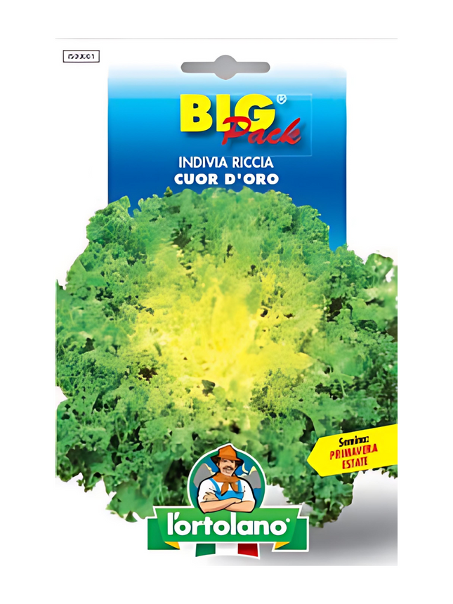 Riccia Cuor D'oro Endive