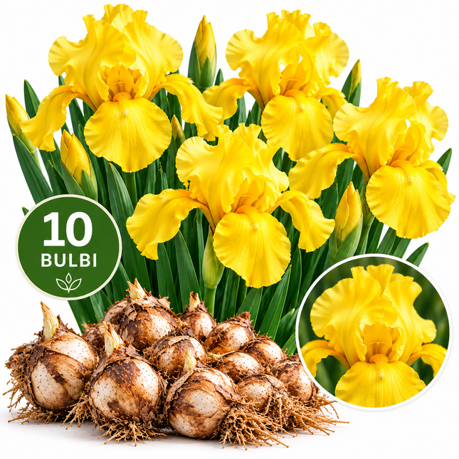 Iris Royale Yellow – confezione da 10 bulbi con fiori gialli