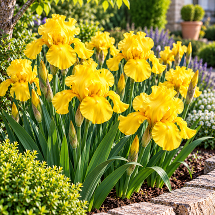 Iris Royale Yellow – confezione da 10 bulbi con fiori gialli
