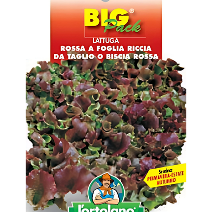 Semi di Lattuga Rossa Riccia da Taglio - EUROGARDEN