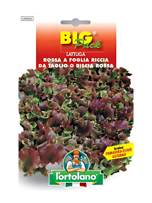 Red Leaf Lettuce