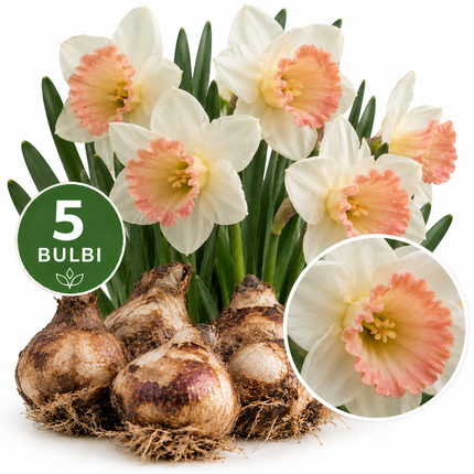 Narcisi Salome – 5 bulbi da fiore con petali bianchi e coppa rosa pesca