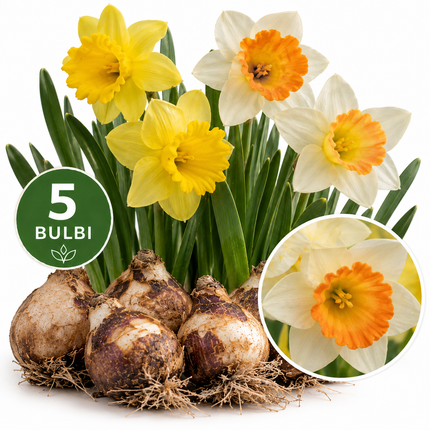 Narcisi Large Cupped Mix – 5 bulbi da fiore con narcisi a coppa grande di diversi colori