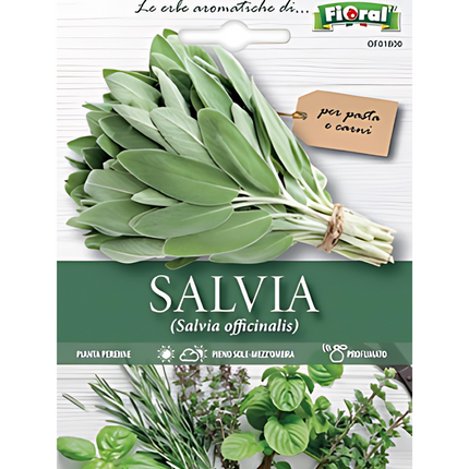 Semi di Salvia
