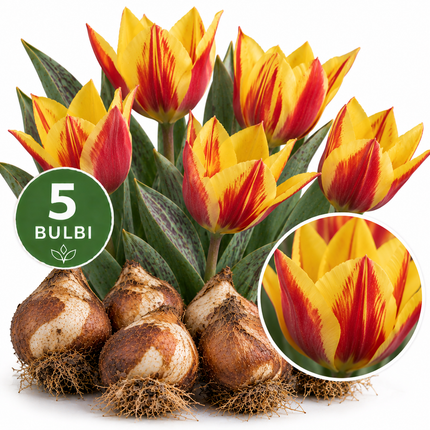 Tulipani Giuseppe Verdi – 5 bulbi da fiore con tulipani gialli e rossi
