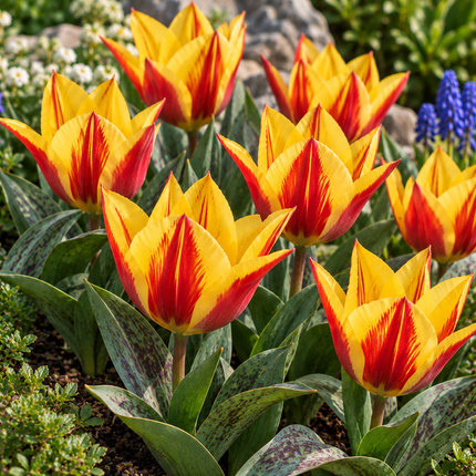 Tulipani Giuseppe Verdi gialli e rossi fioriti in un giardino primaverile