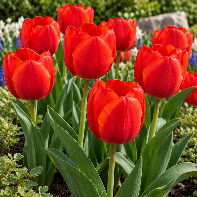 Tulipani Apeldoorn rossi fioriti in un'aiuola primaverile