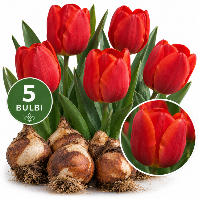 Tulipani Apeldoorn – 5 bulbi da fiore con grandi tulipani rossi