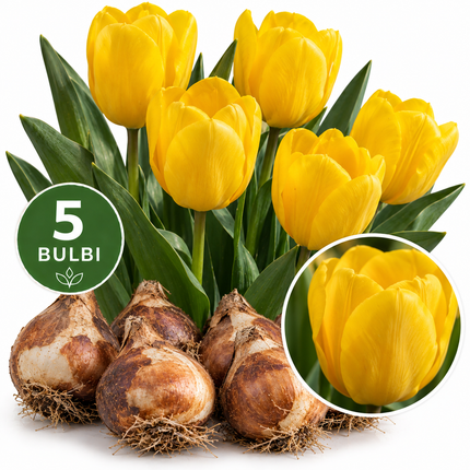 Tulipani Golden Apeldoorn – 5 bulbi da fiore con grandi tulipani giallo dorato