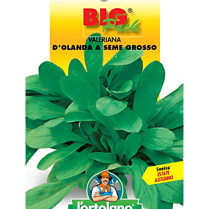 Semi di Valeriana d'Olanda