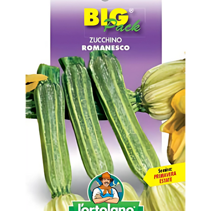 Semi di Zucchino Romanesco