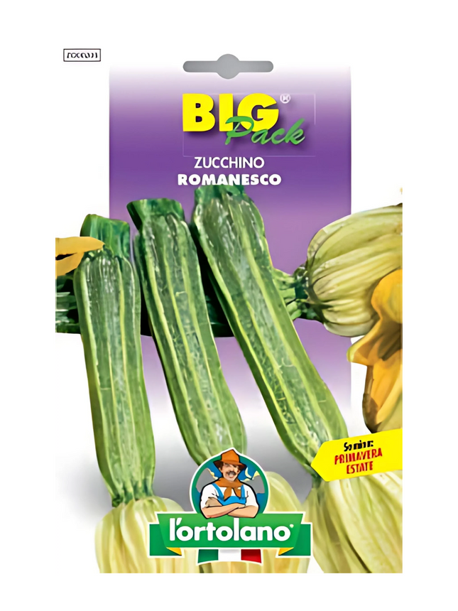 Roman Courgette