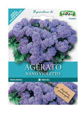 Agerato Nano Violetto