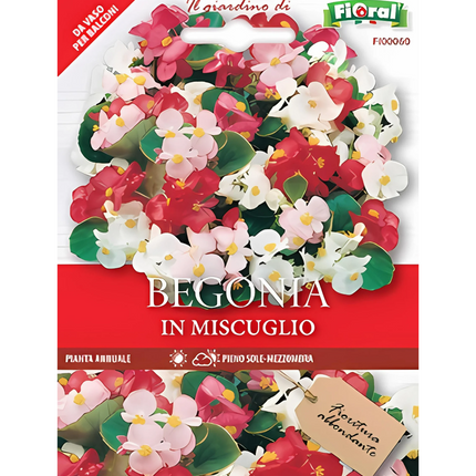 Semi di Begonia