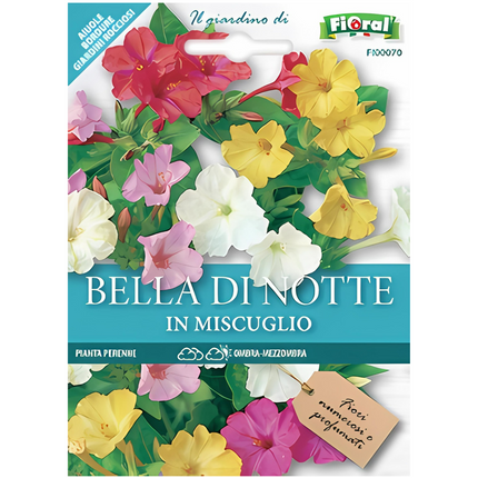 Semi di Bella di Notte
