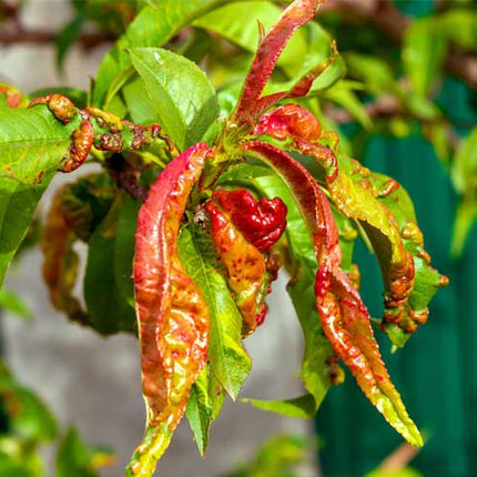 Lecitina di Soia per Piante 100 g