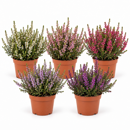 Calluna in vaso Ø 12 cm