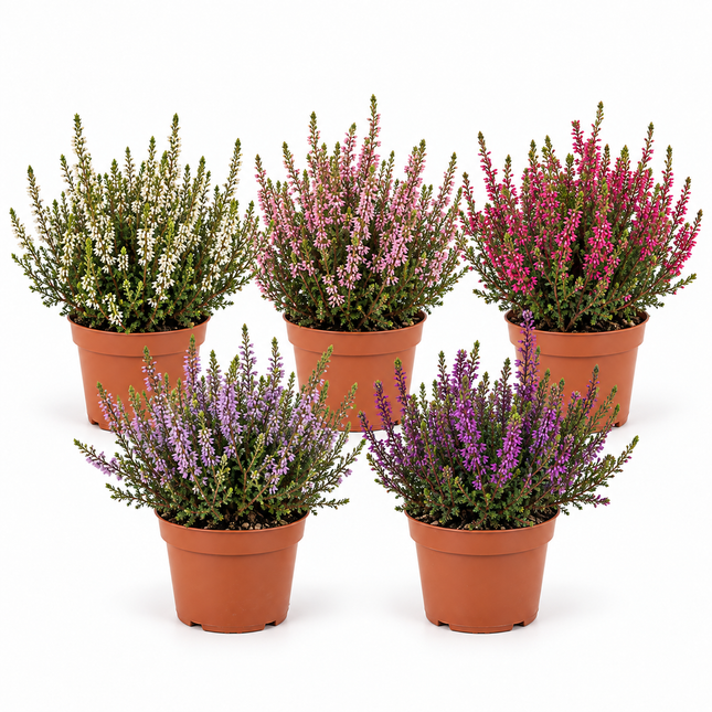 Calluna in vaso Ø 12 cm