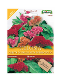 Celosia Cresta Di Gallo