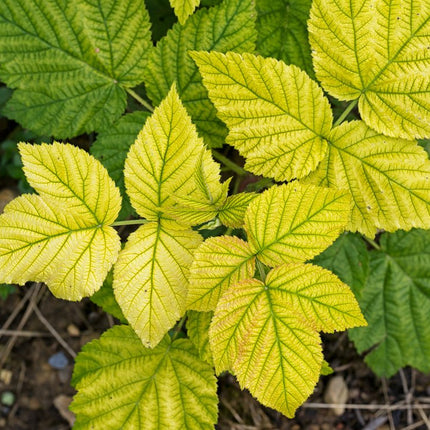 Fergame Ferro Chelato per Piante 200 g - EUROGARDEN