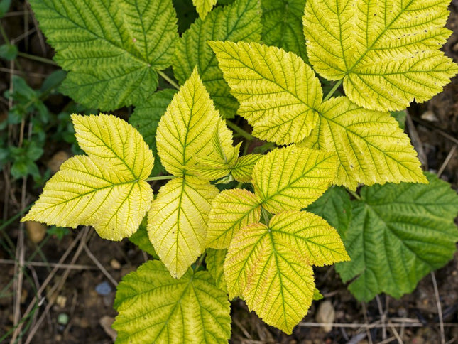 Fergame Ferro Chelato per Piante 200 g - EUROGARDEN