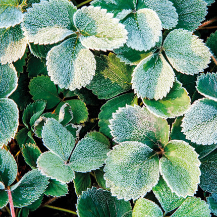 Idrovitamin 1 kg – Biostimolante Antistress per Piante