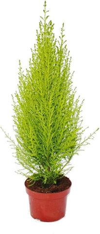 Golden Crest vaso 14 cm
