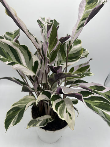 Calathea Fusion White vaso 12 cm