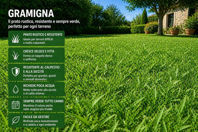 Semi di Gramigna per Prato 500 g